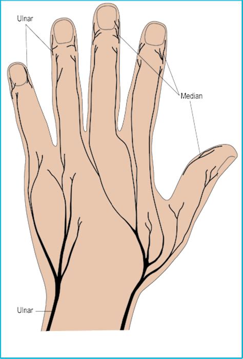 Figure From Dorsal Hand Anatomy Age Related Changes Fat Planes And Vascular Considerations