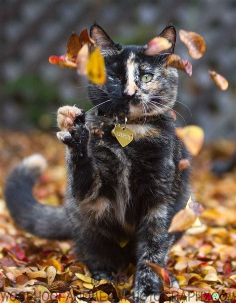 Watching The Leaves Blow About~ Must ♥ Cats