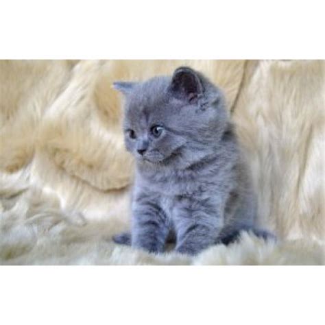 British Shorthair Kittens Blue Eye Offer