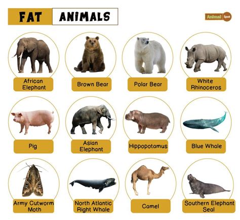 Fat Animals Facts List Pictures