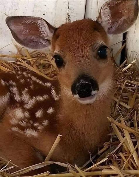 Pin By Cynthia Bobbett On Deer Cute Animals Cute Baby Animals Cute