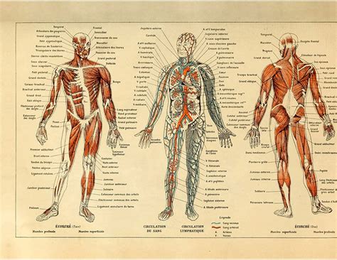 Meishe Art Vintage Poster Print Human Anatomy Reference Illustration