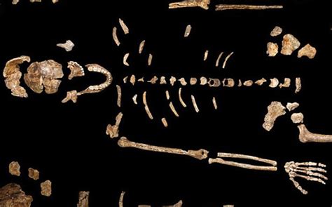 Homo Naledi New Species Of Human Ancestor Discovered In South Africa
