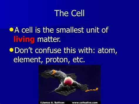 Ppt The Cell Powerpoint Presentation Free Download Id9238512