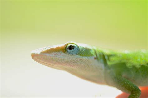 Do Green Anoles Make Good Pets Facts And Care Guide Pet Keen
