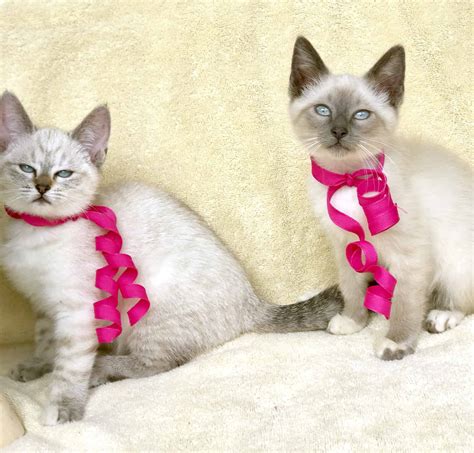 Beautiful Siamese kittens - Petclassifieds.com