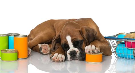 A specially formulated growth food is recommended which needs to be fed at evenly spaced intervals to avoid overstretching a puppy's small stomach. Feeding a Boxer Puppy the Best Diet in the Right Way
