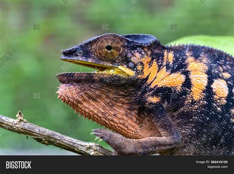 Chameleon Close Image And Photo Free Trial Bigstock