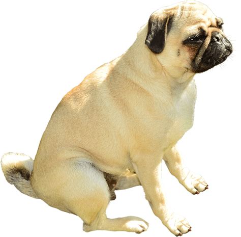 Kitten dog drawing, fat puppy running, png material, mammal, cat like mammal png. Library of pug dog clip library stock png files Clipart Art 2019