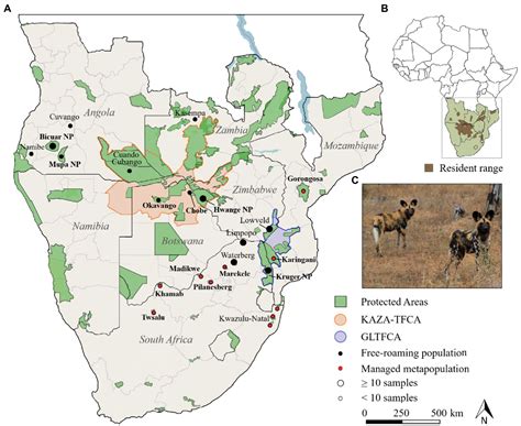 Frontiers Spatial Genetic Patterns In African Wild Dogs Reveal Signs