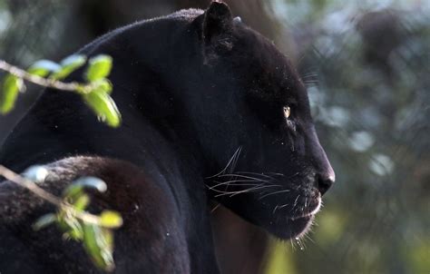 Wallpaper Face Portrait Predator Jaguar Profile Wild Cat Black