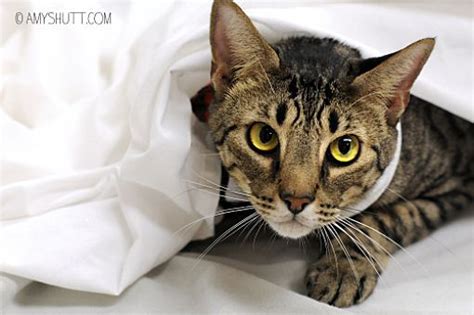 Join redirewards for additional savings! Baton Rouge, LA - Domestic Shorthair. Meet Henry a Pet for ...