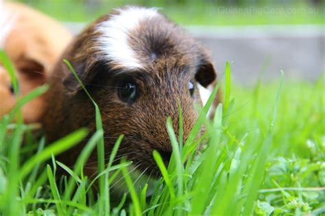 Please, bear in mind that piggies do not. 5 Foods Your Guinea Pig Loves
