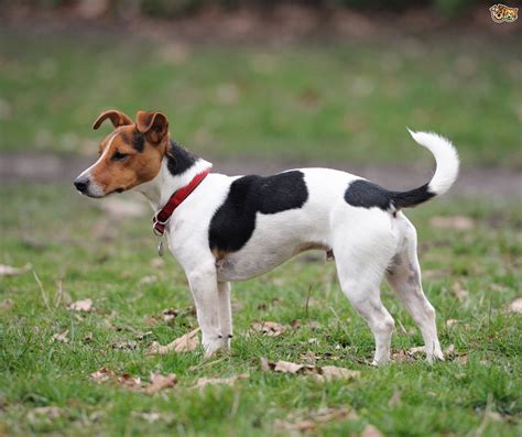 Jack Russell Dog Breed Facts Highlights And Buying Advice Pets4homes