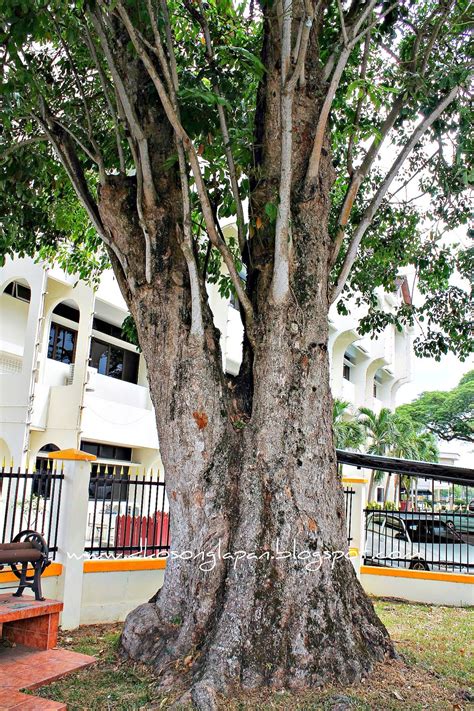 Perang insurgensi melawan pengganas komunis atau perang insurgensi komunis dan darurat kedua) adalah konflik bersenjata yang terjadi di malaysia dari tahun 1968 hingga 1989. Pokok Getah Tertua Malaysia | D_08