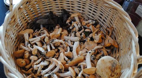 Mendonoma Sightings A Basket Full Of Edible Mushrooms