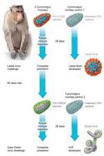 Vesicular Stomatitis Virus–Based Vaccines against Lassa and Ebola
