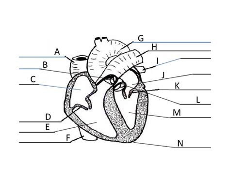Heart Labeling Review