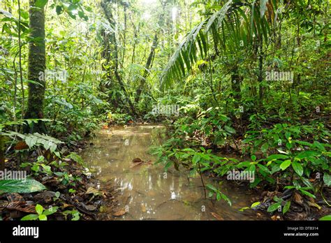 Pool Of Water On The Rainforest Floor After Very Heavy Rain Ecuador