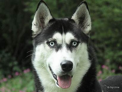 Husky Siberian Huskies Dogs Dog Hd Types