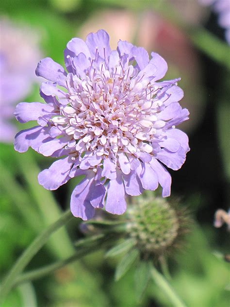 Mar 19, 2021 · my japanese sweet potato's are growing purple flowers on the top. Butterfly Blue Pincushion Flower (Scabiosa 'Butterfly Blue ...