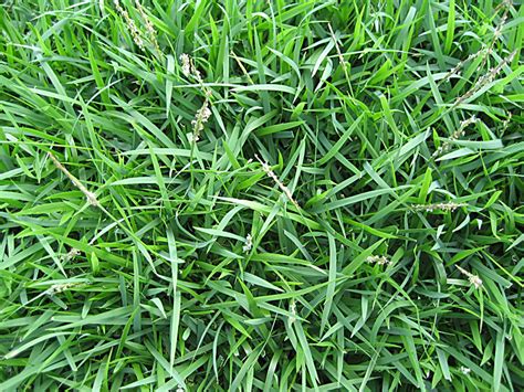 And if you're creating sowing a new lawn from scratch or overseeding an existing one, you'll be able to choose the best grass seed for the job. Common Grass Types for Lawns in St. Louis, MO - Lawnstarter