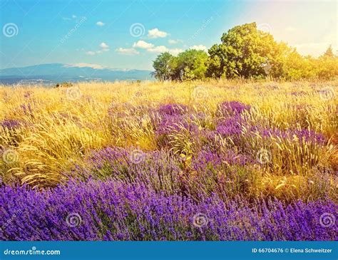 Wild Lavender Field Stock Photo Image Of Purple Color 66704676
