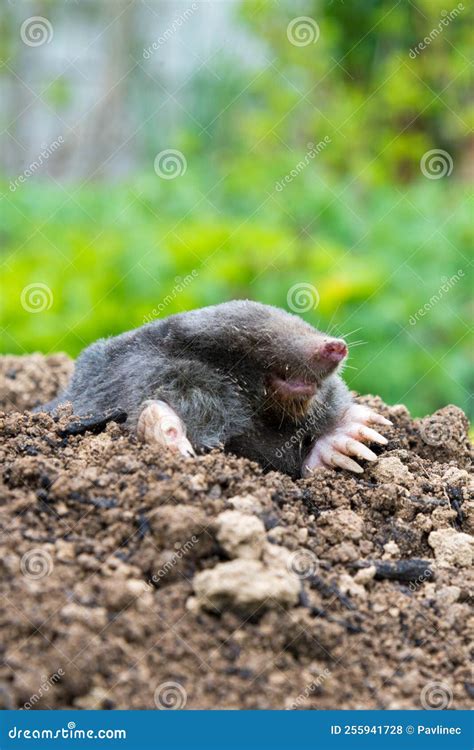 Mole Animal Peeking From The Tunnel Stock Photo Image Of Control