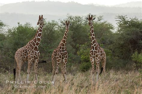 Reticulated Giraffe Meru National Park Giraffa Camelopardalis