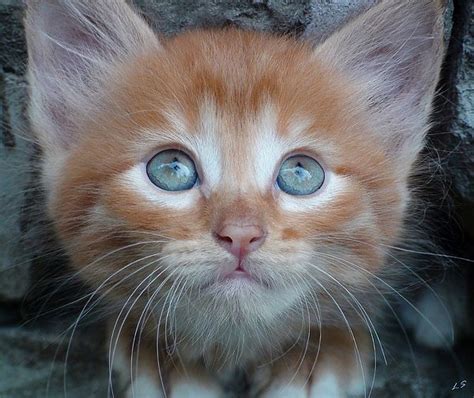 Ginger Kitten With Blue Eyes By Sergey Lukashin Ginger Kitten Kitten