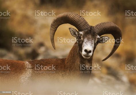 Mouflon Wild Sheep Corsica Stock Photo Download Image Now Cevennes