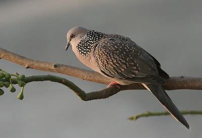 Kenali Ciri-Ciri Burung Pemakan Biji-Bijian