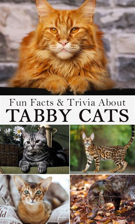 Fun Facts And Trivia About Tabby Cats Tabby Cat Pets Cats Tabby