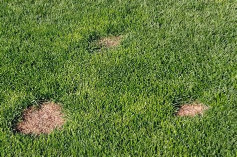 Why Do I Have Dead Patches Of Grass On My Lawn Lawn Disease