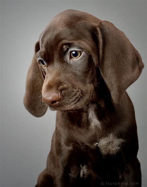 This breed was designed with two main objects in mind: German Shorthaired Pointer | GERMAN SHORTHAIR POINTERS ...