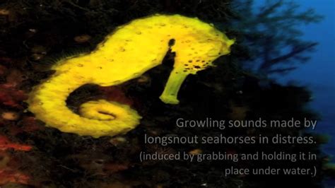 Seahorses Click When Horny Growl In Distress Video Youtube