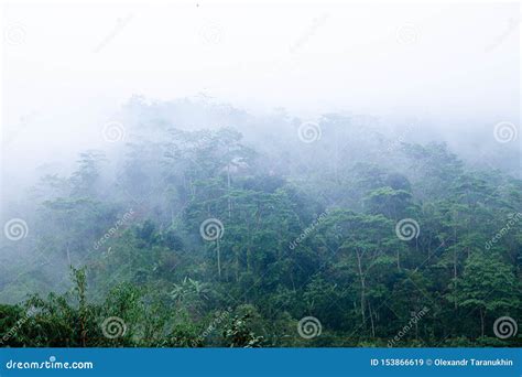 Morning Fog On The Rainy Deep Jungle Forest Stock Image Image Of