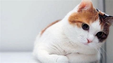 40 Cute Cat Hd Wallpapers Desktop Background Android