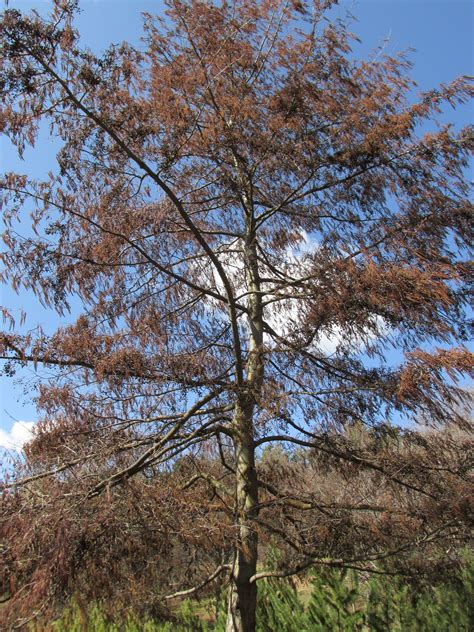 Alder has been recommended for consideration for firewood plantations in tropical highlands where the leaves often remain green on the tree until november, or even later on young seedlings. European Alder. Alnus glutinosa. | Plants, Tree, Alder