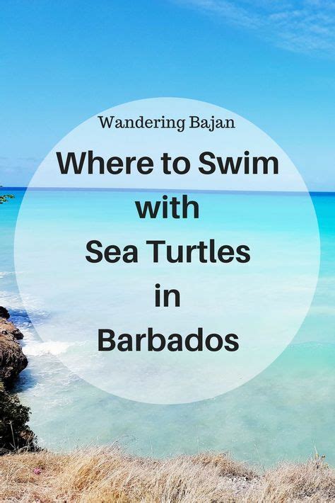 Free Activity Where To Find Sea Turtles In Barbados Carribean Cruise