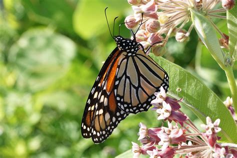 Monarch Butterflies How Endangered Are They