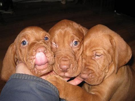 The vizsla started arriving in the united states at the close of world war ii. How Much Is A Vizsla Puppy - Goldenacresdogs.com