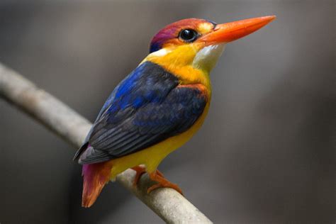 Kingfisher Bird Trivia