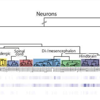 The Expression Of Bdnf Trkb Ntrk Gene And P Ntr Ngfr Gene Mrna