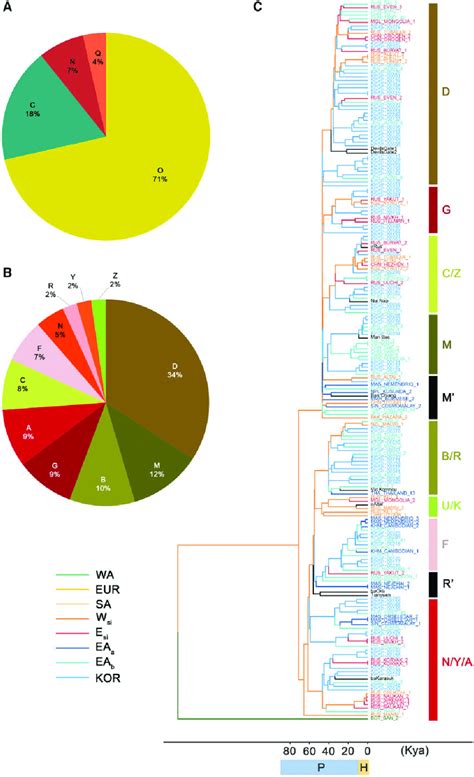 Haplotype Distribution In The Korean Population A Y Chromosome Download Scientific Diagram