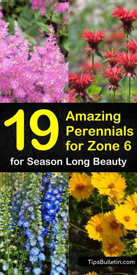 Perennials for zone 6, lowest prices online. 19 Amazing Perennials for Zone 6 for Season Long Beauty ...