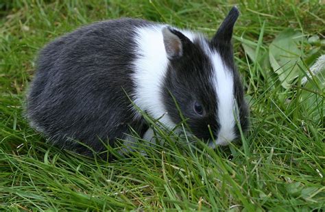 Netherland Dwarf Rabbit History Basic Health Characterstics
