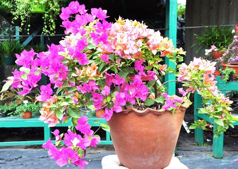 Bougainvillea Plant In Clay Pot Shields And Shields