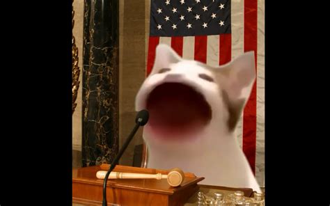 Pop cat meme remix based on my. pop cat演讲_哔哩哔哩 (゜-゜)つロ 干杯~-bilibili