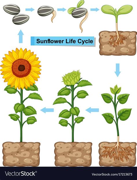 Life Cycle Of Sunflower Plant Royalty Free Vector Image Plant Activities Montessori Activities